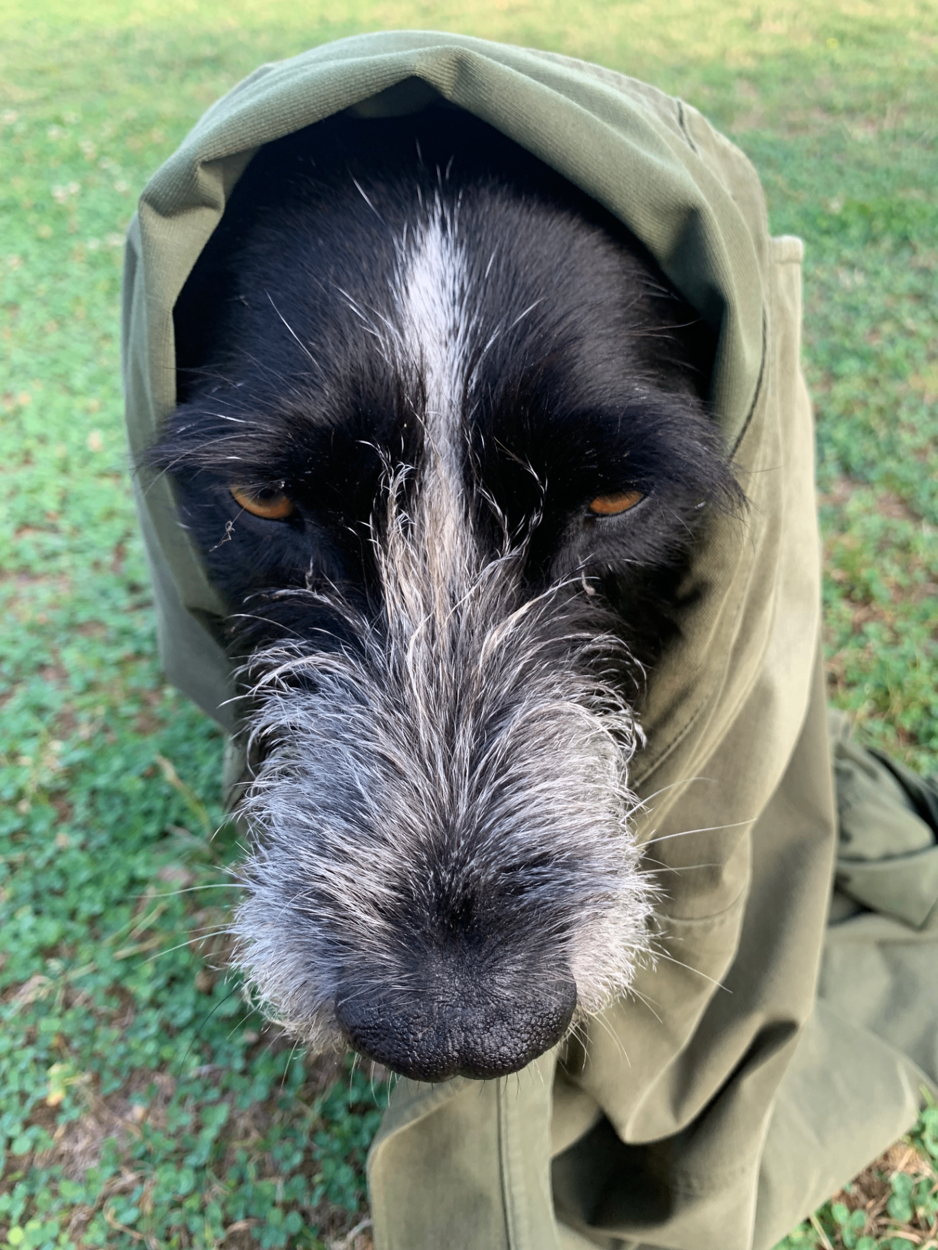 Gribouille in hood
